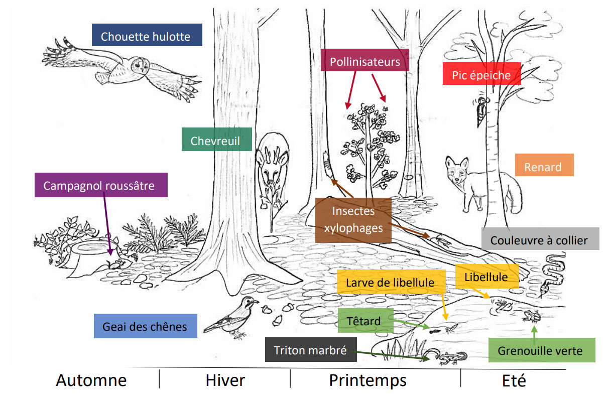 Episode 2/4  La forêt, un écosystème vivant !  Sud Retz Atlantique